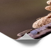 Poster Chipmunk aux cacahuètes (Coin)