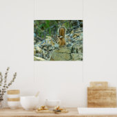 Poster Chipmunk dans le parc national des Glaciers (Cuisine)