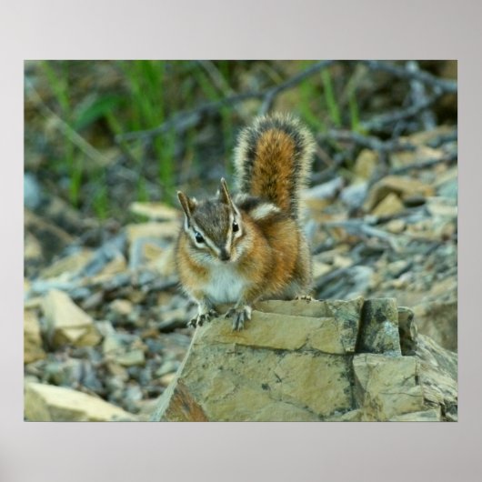 Poster Chipmunk dans le parc national des Glaciers (Devant)