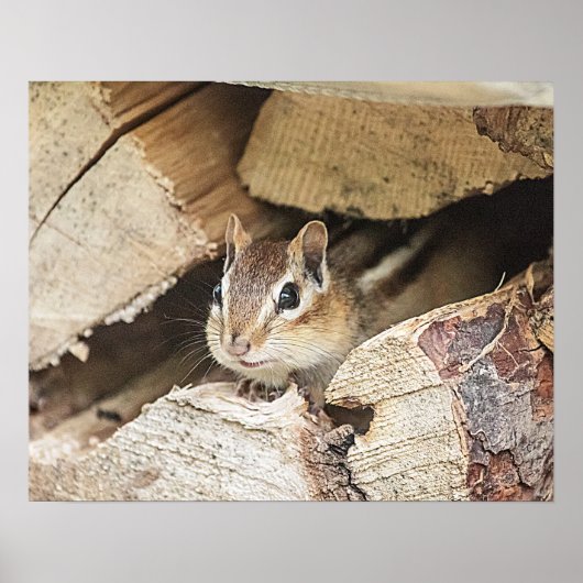Poster Chipmunk dans une pile de bois (Devant)