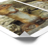 Poster Chipmunk debout (Coin)