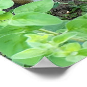 Poster Chipmunk Photo In The Garden Eating Seeds (Coin)