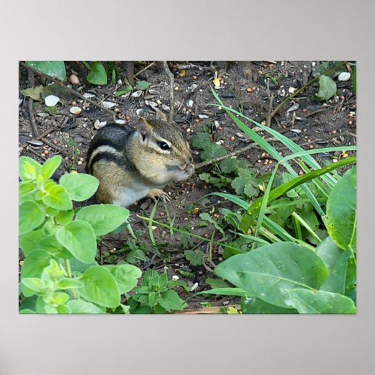 Poster Chipmunk Photo In The Garden Eating Seeds (Devant)