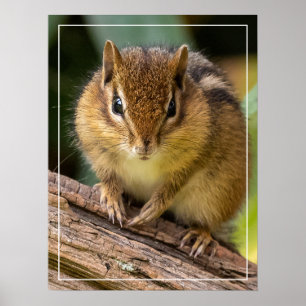 Poster Chipmunk Stare
