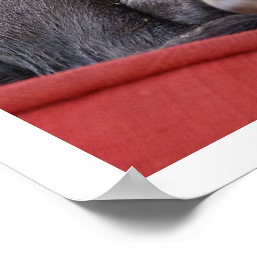 Poster Chipon mignon (Coin)