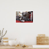 Poster Chipon mignon (Cuisine)