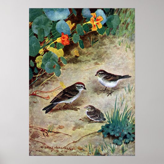 Poster Chipping Sparrow Family and Nasturtiums (Devant)