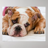 Poster Chippon anglais Bulldog (Devant)
