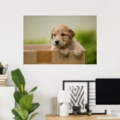 Poster Chippon d'or rétriever en boîte (Bureau à domicile)