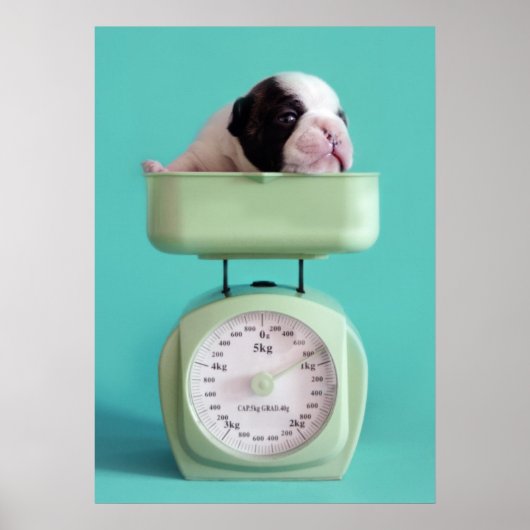 Poster Chippon français (Devant)