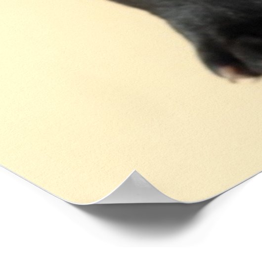 Poster Chippon français (Coin)