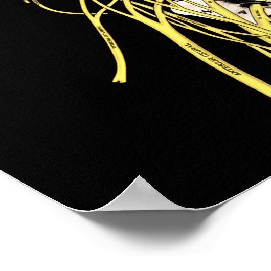 Poster Chiropractic Quotes & Sayings DD Palmer (Coin)