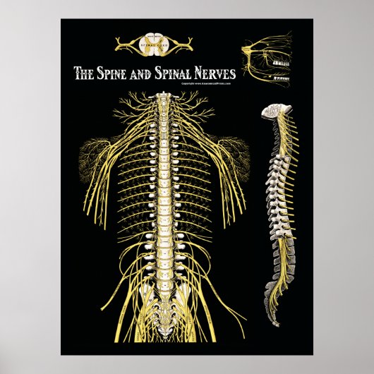 Poster Chiropratique de la colonne vertébrale et des nerf (Devant)