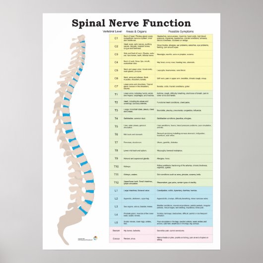 Poster Chiropratique de la fonction nerveux épiniè (Devant)