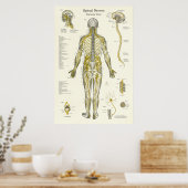 Poster Chiropratique Médicale de nerfs épineux (Cuisine)