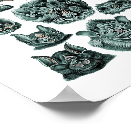 Poster Chiroptères chauves-souris Plaque 67 (Coin)