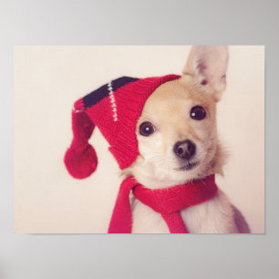 Poster Chiwawa dans le casquette d'hiver