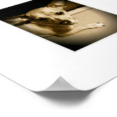 Poster Chiweenie (Coin)