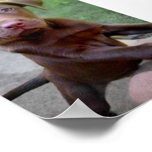 Poster Chocalate Labrador Pittie Puppy Exploration (Coin)