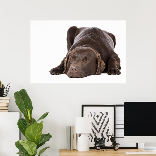 Poster Chocolat dormant Labrador (Bureau à domicile)
