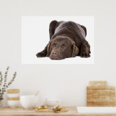 Poster Chocolat dormant Labrador (Cuisine)