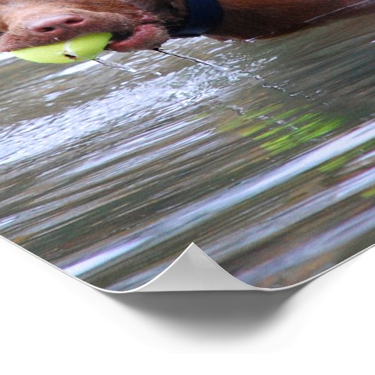 Poster Chocolat Lab Pit Mélanger Chien Avec Boule (Coin)