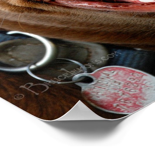 Poster Chocolat Lab Pit Mix Chien joyeux sourire (Coin)