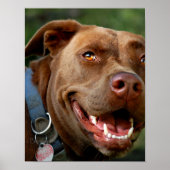 Poster Chocolat Lab Pit Mix Chien joyeux sourire (Devant)