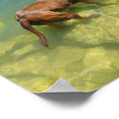 Poster Chocolat Lab Pit Mix Chien Natation (Coin)