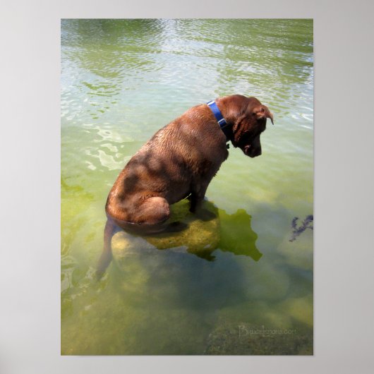 Poster Chocolat Lab Pit Mix Chien Pêche 3 (Devant)