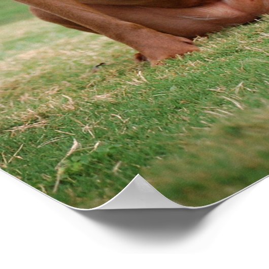 Poster Chocolat Lab Pit Mix Chien Sourire 2 (Coin)