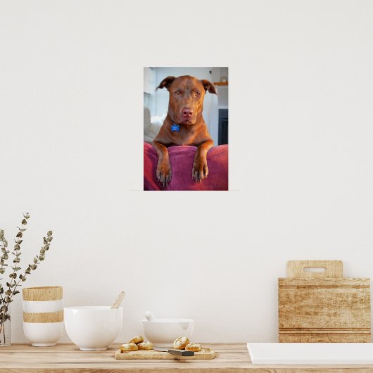 Poster Chocolat Lab Pit Mix Portrait Chien Portrait (Cuisine)