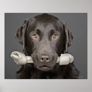 Poster Chocolat Labrador
