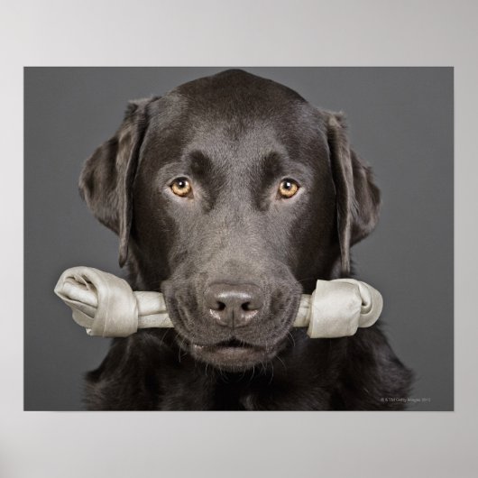 Poster Chocolat Labrador (Devant)