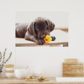 Poster Chocolat Labrador Chiot Avec Canard De Jouet (Cuisine)