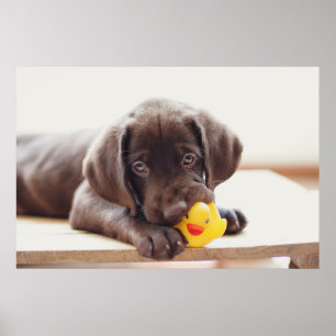 Poster Chocolat Labrador Chiot Avec Canard De Jouet