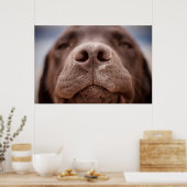 Poster Chocolat Labrador Closeuse du nez (Cuisine)