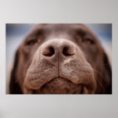 Poster Chocolat Labrador Closeuse du nez (Devant)