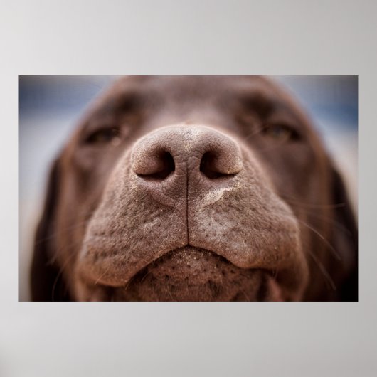 Poster Chocolat Labrador Closeuse du nez (Devant)