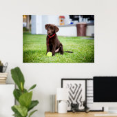 Poster Chocolat Labrador Puppy Avec Tennis Ball (Bureau à domicile)