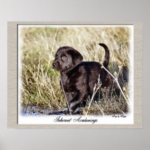 Poster Chocolat Labrador Retriever Art