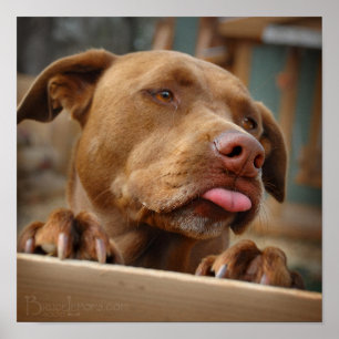 Poster Chocolat mignon Lab Pit Mix Chien