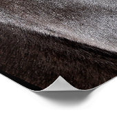 Poster Chocolat Rocky Mountain Horse (Coin)