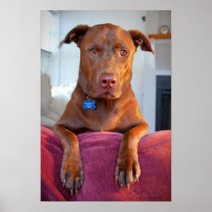 Poster Chocolate Lab Pit Mix Dog Portrait