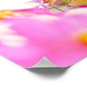Poster Chœur ensoleillé de rose (Coin)