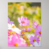 Poster Chœur ensoleillé de rose (Devant)