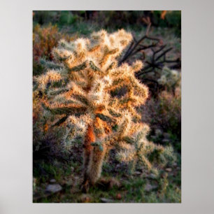 Poster Cholla brillante