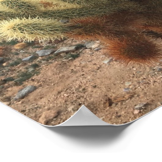 Poster Cholla Cactus Joshua (Coin)