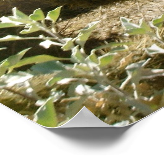 Poster Cholla en fleur (Coin)