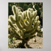Poster Cholla en fleur (Devant)